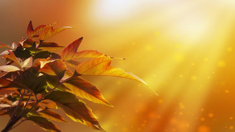 Autumn Leaves in Sunlight — Yellow, Serene