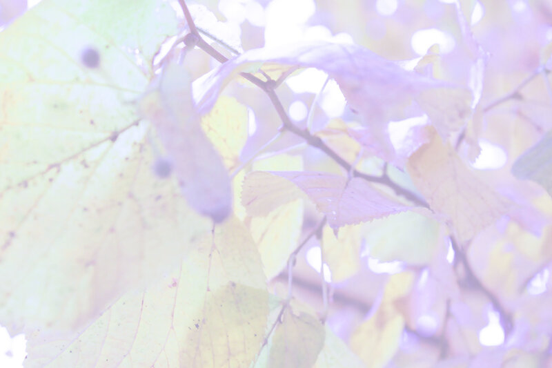 Autumn Leaves in Sunlight — Yellow