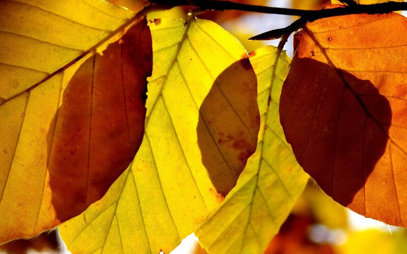 Autumn Leaves in Sunlight — Yellow, Warm, Photograph, Branch