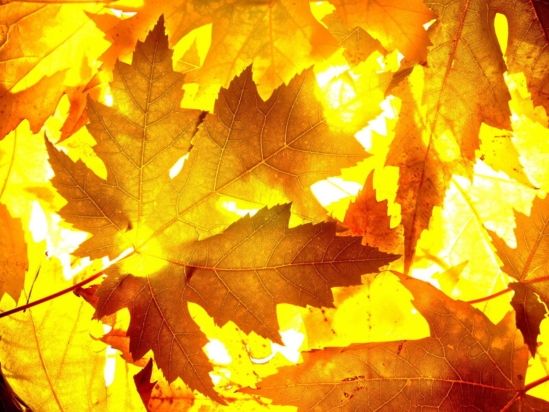 Autumn Leaves in Sunlight — Yellow, Warm