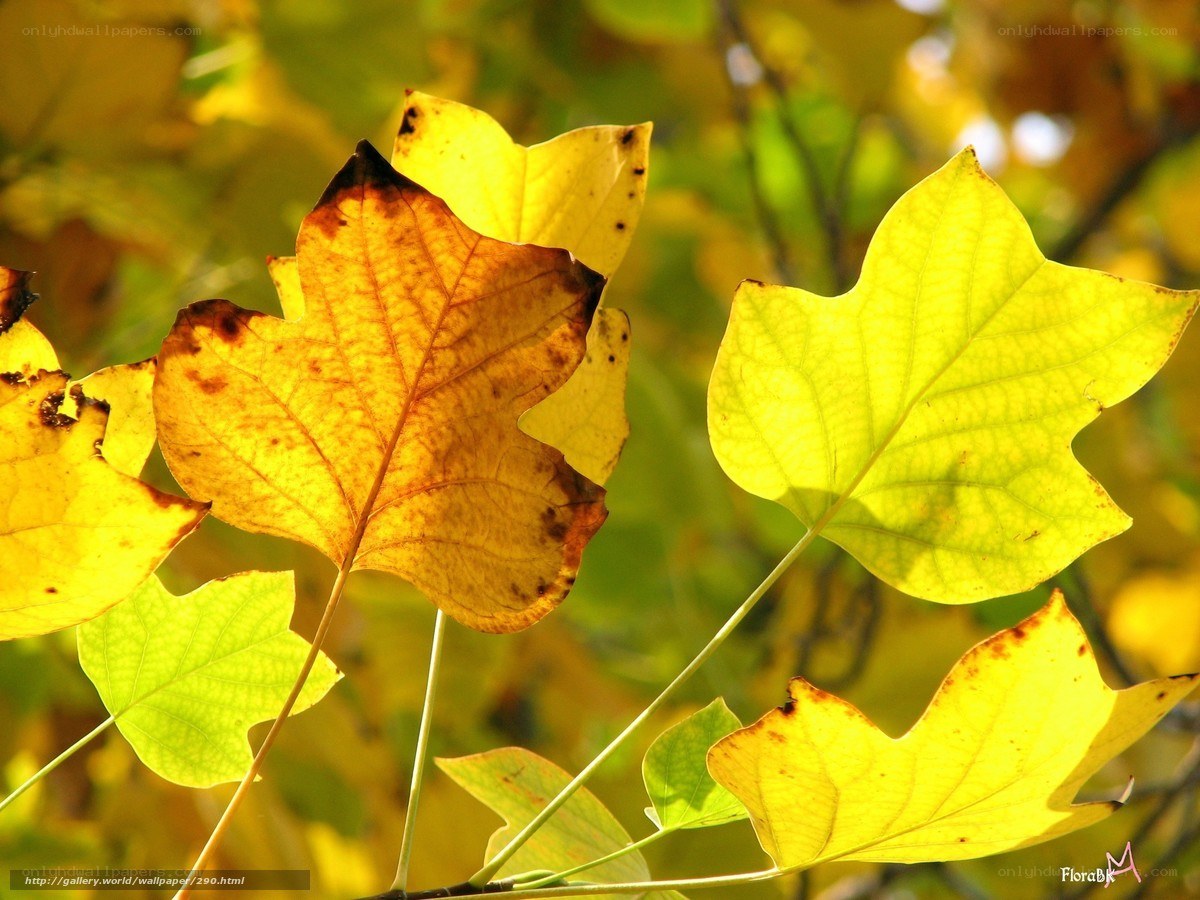Autumn leaves in sunlight
