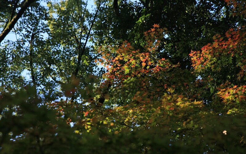Autumn leaves in the forest