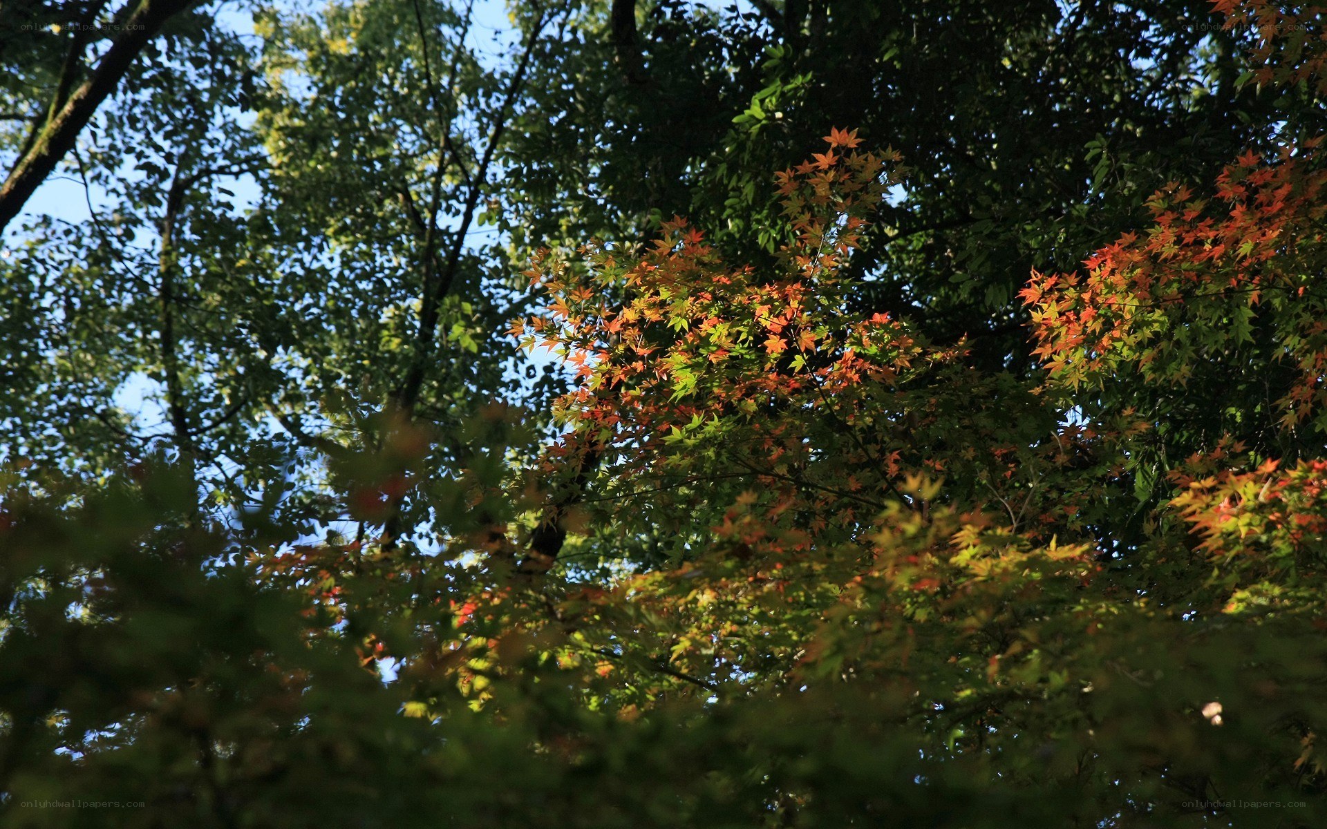 Autumn leaves in the forest