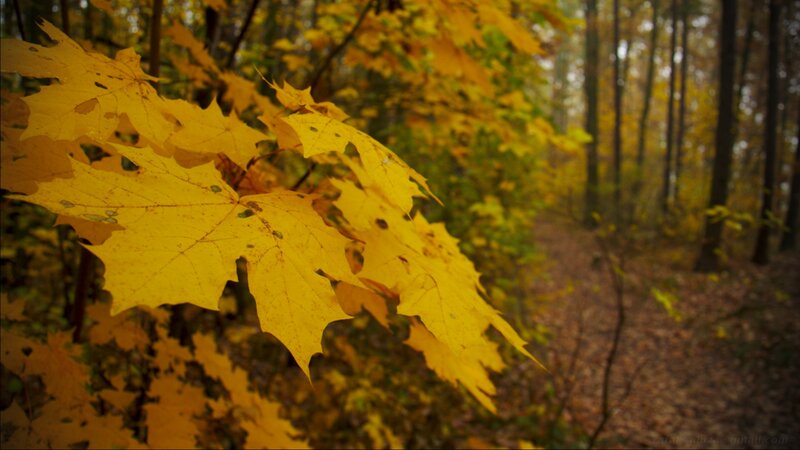 Autumn leaves in the forest