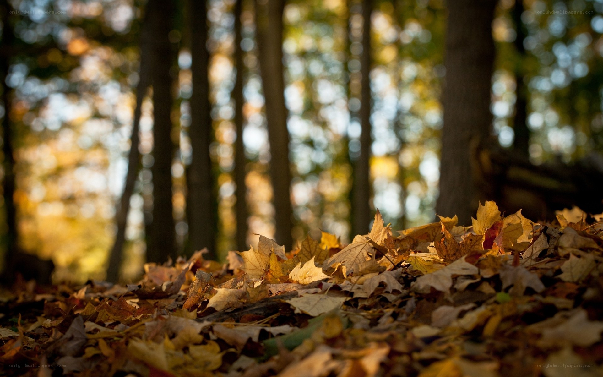 Autumn leaves in the forest