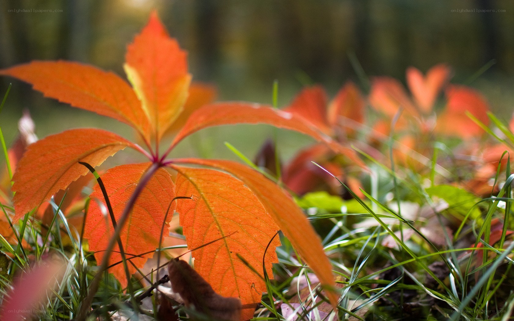 Autumn leaves in the grass