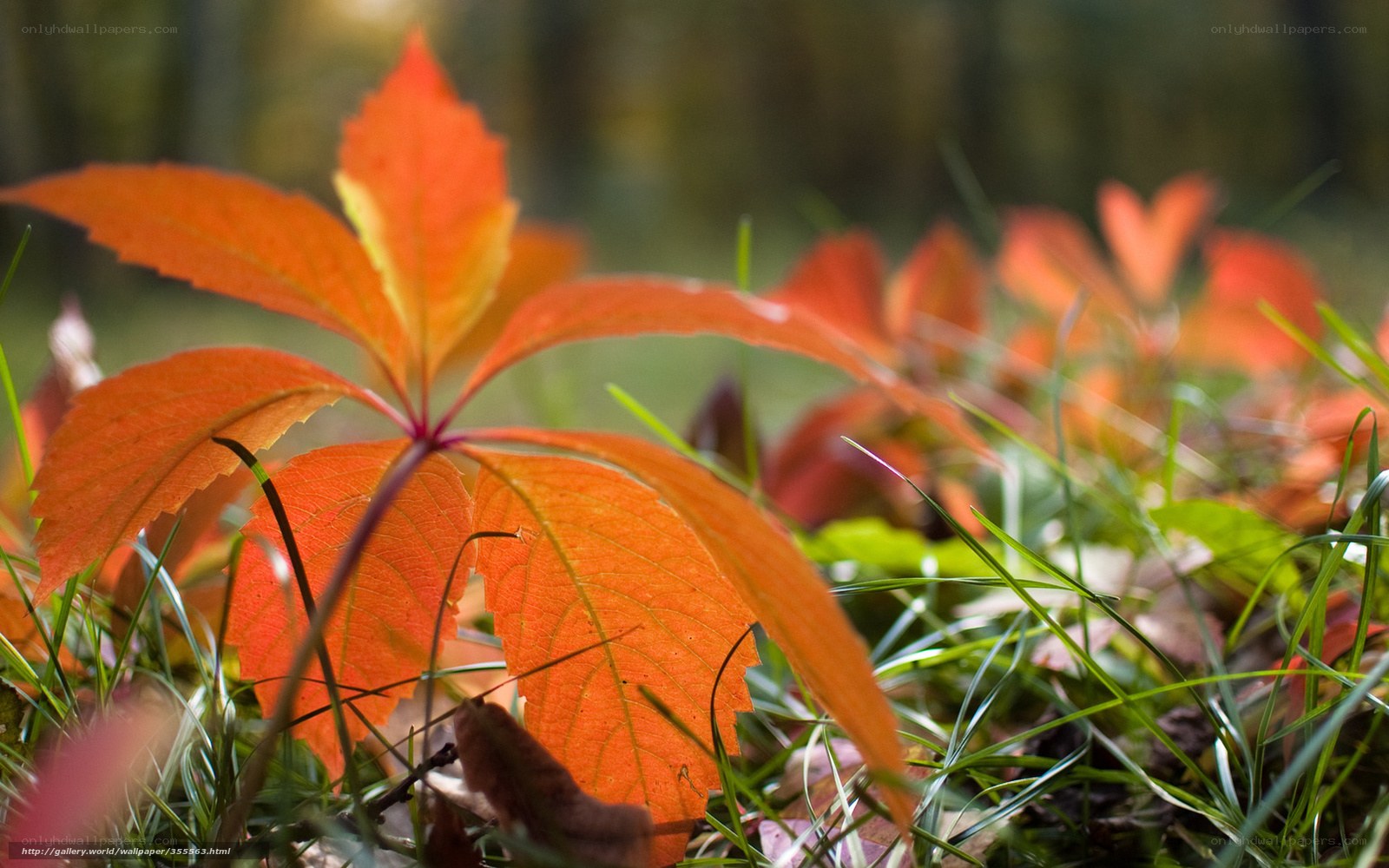 Autumn leaves in the grass