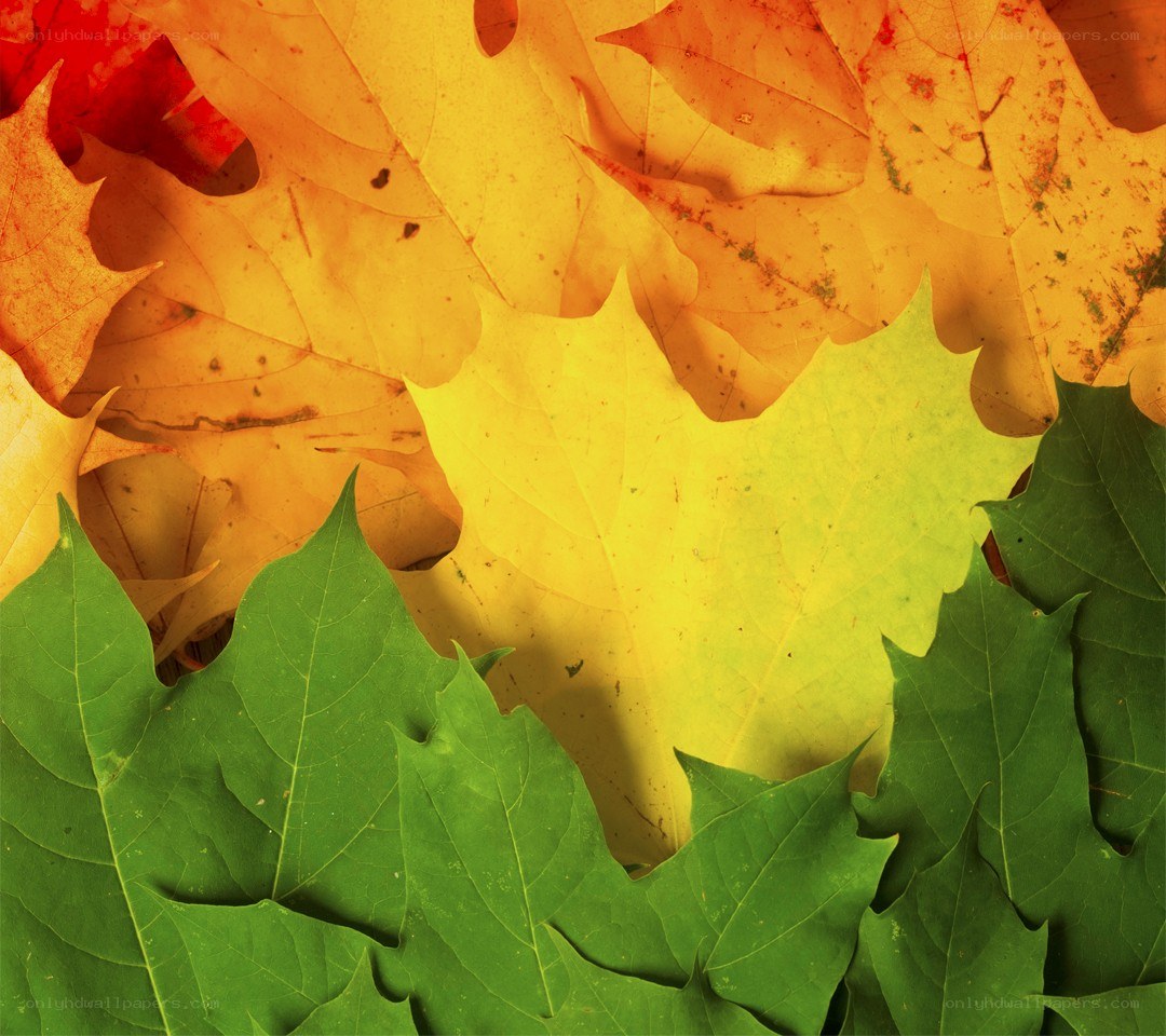 autumn leaves in transition