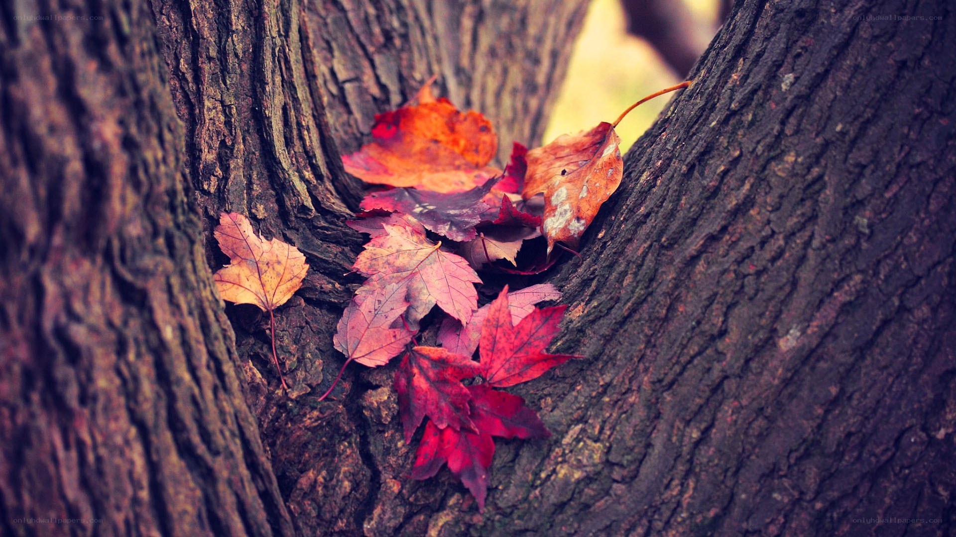 autumn leaves in tree crotch