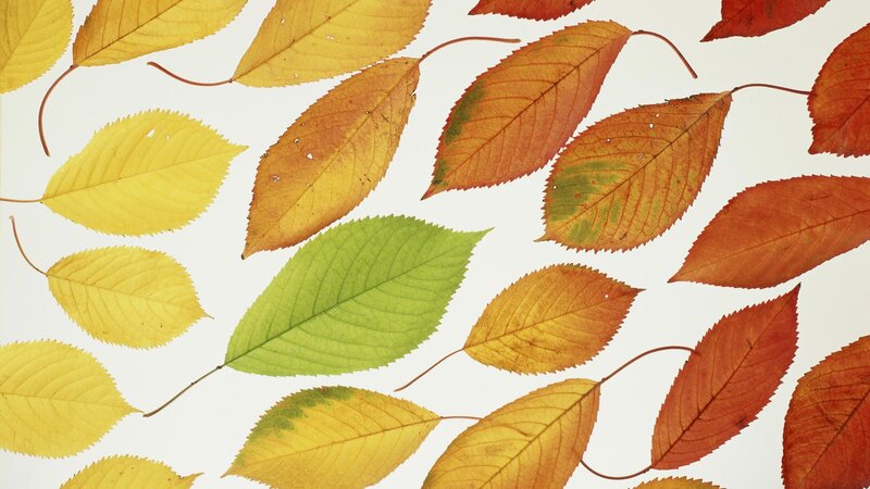 autumn leaves in various colors