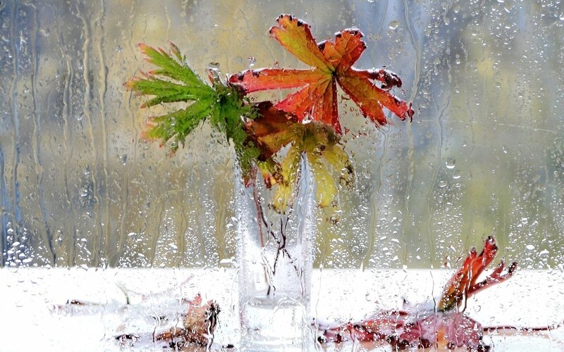 Autumn Leaves in Vase — Red, Calm, Photograph, Raindrops
