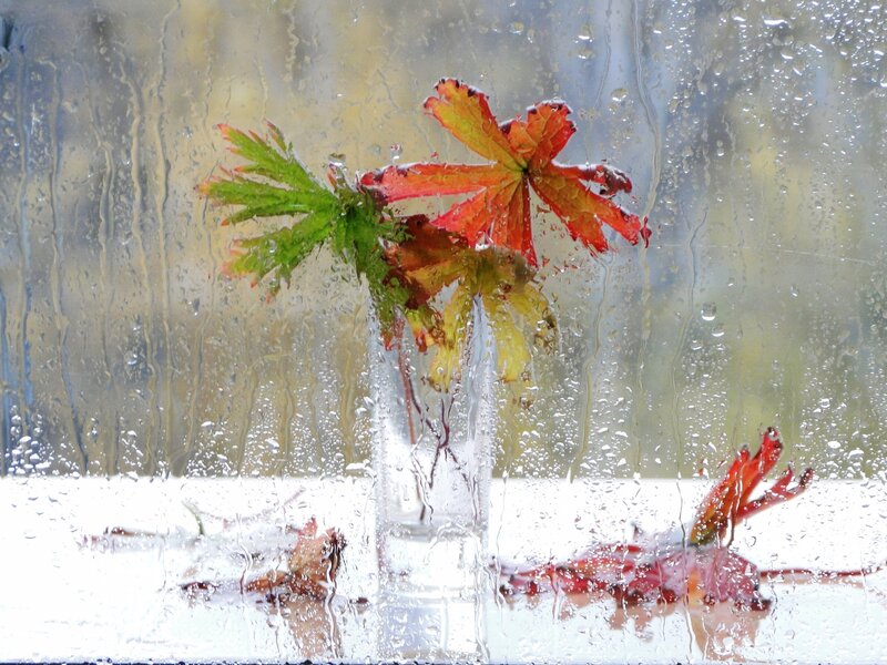 Autumn Leaves in Vase — Red, Calm