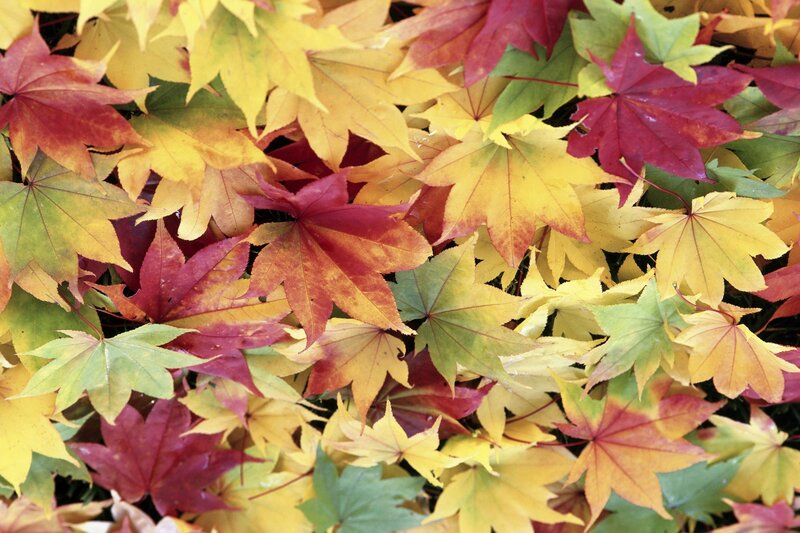 autumn leaves in vibrant colors