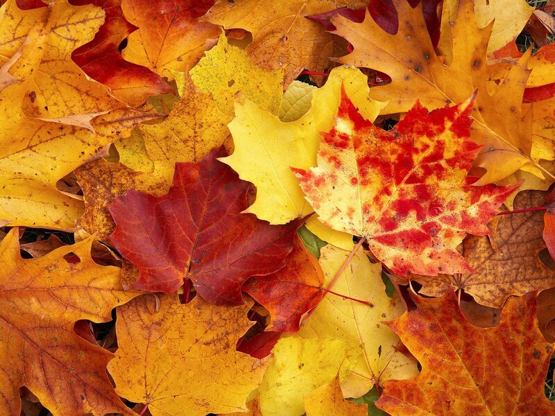 autumn leaves in vibrant colors