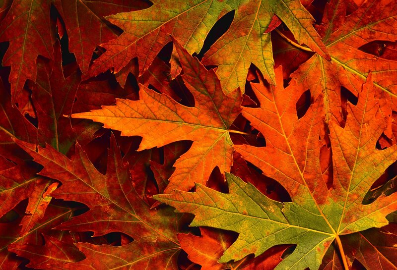 autumn leaves in vibrant colors