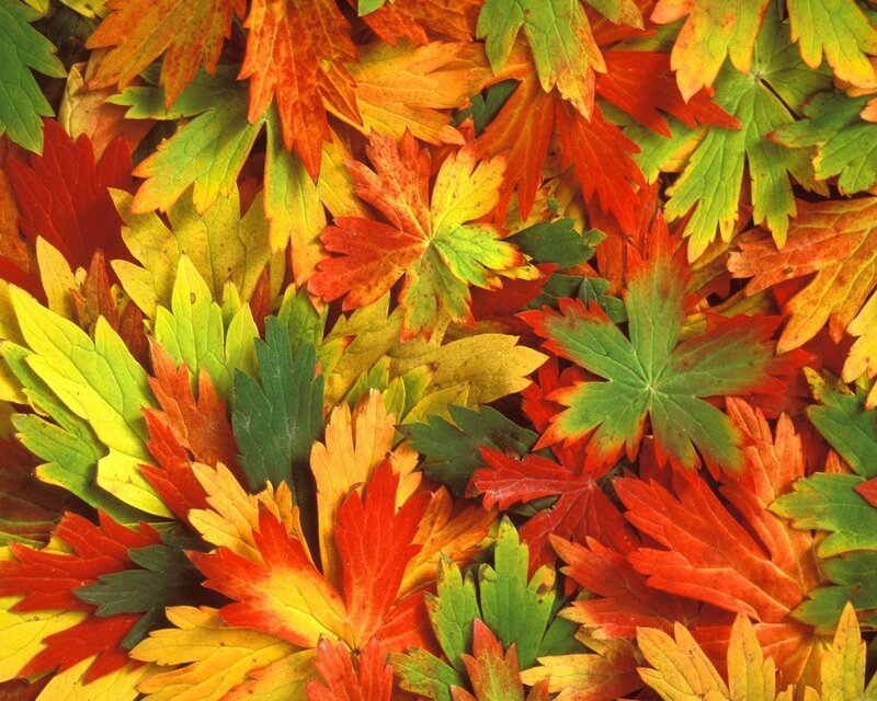 autumn leaves in vibrant colors
