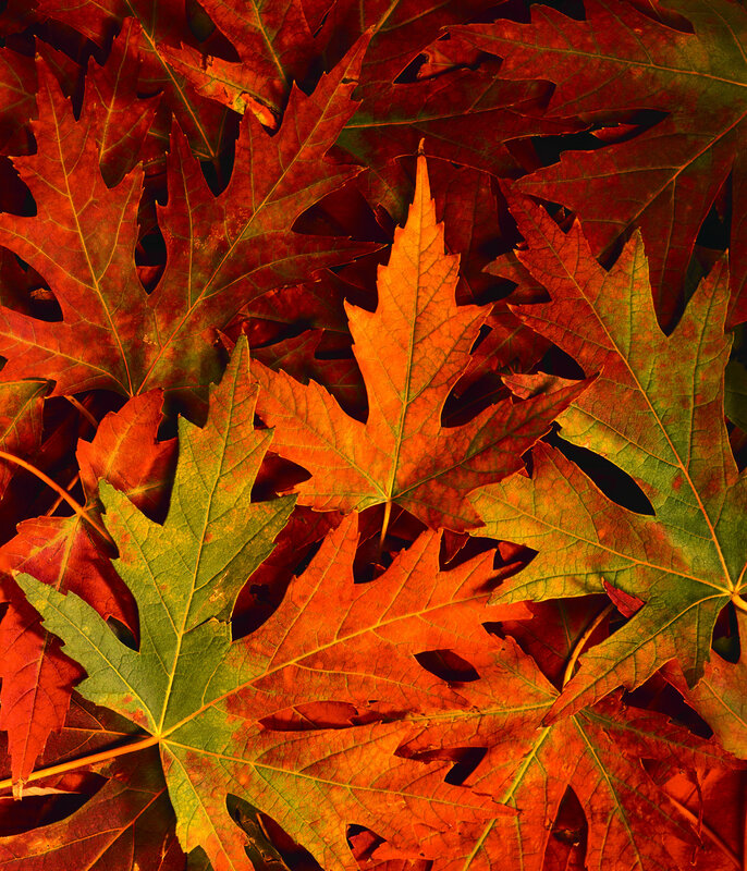 autumn leaves in vibrant colors