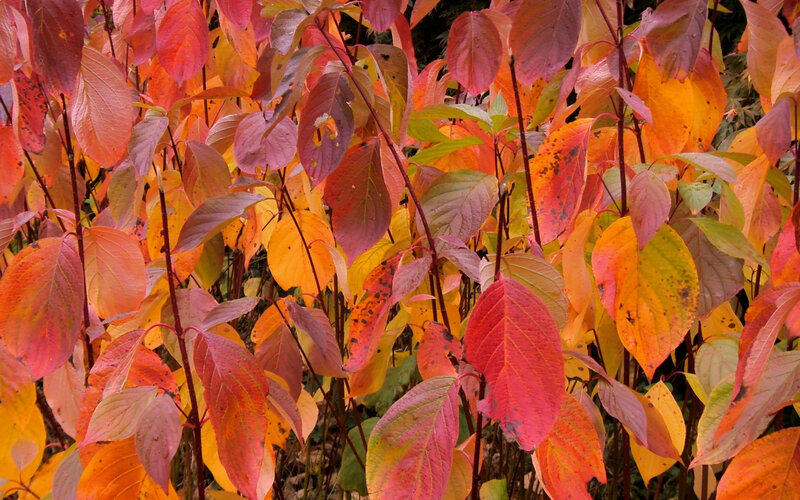 autumn leaves in vibrant colors