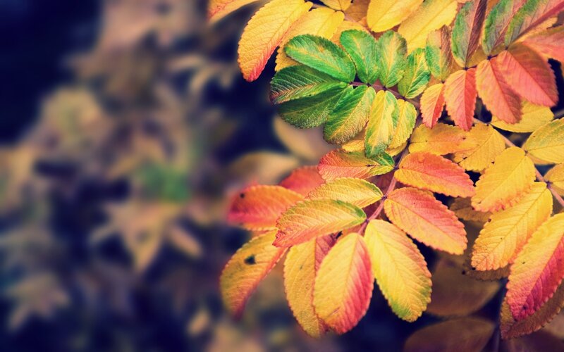 autumn leaves in vibrant colors