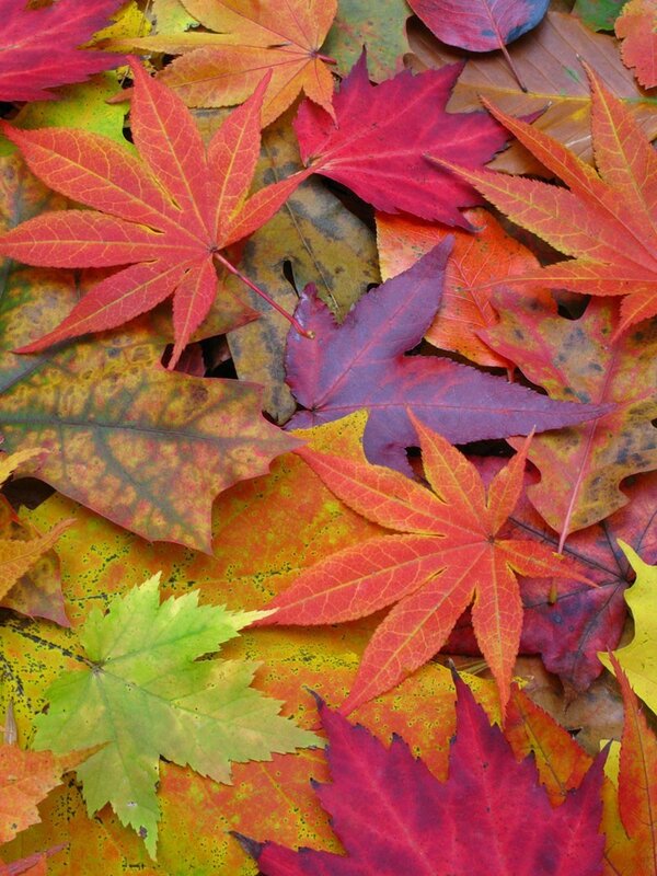 autumn leaves in vibrant colors