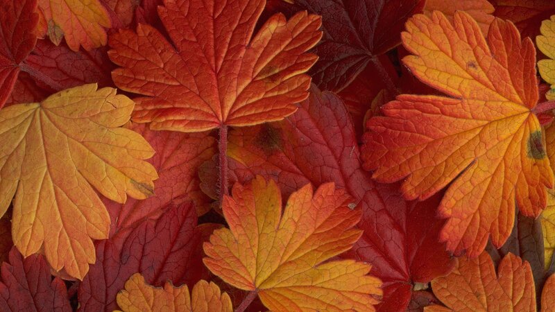 autumn leaves in vibrant colors