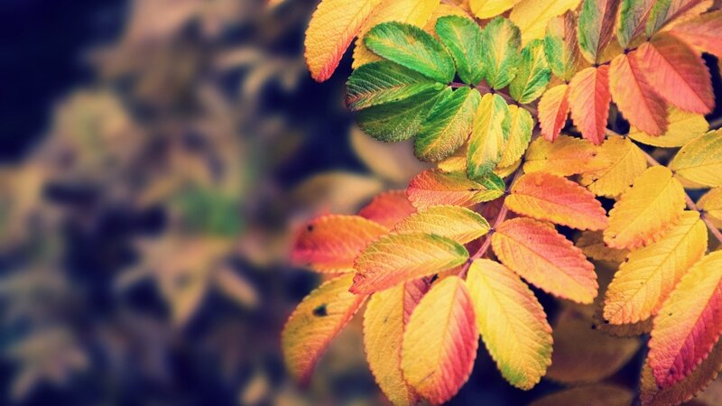 autumn leaves in vibrant colors