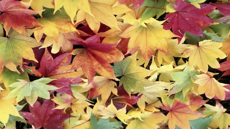 autumn leaves in vibrant colors