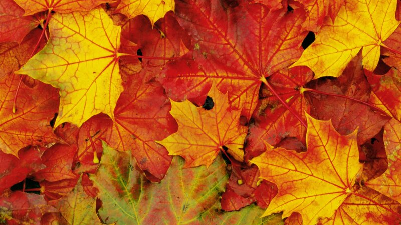 autumn leaves in vibrant colors