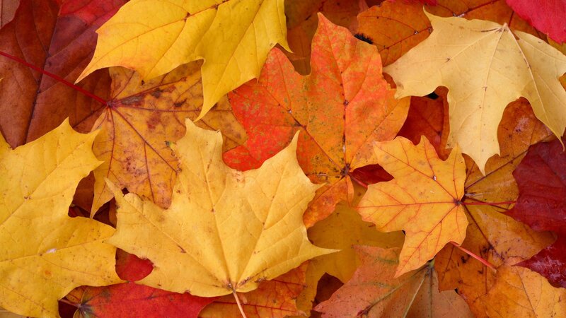 autumn leaves in vibrant colors