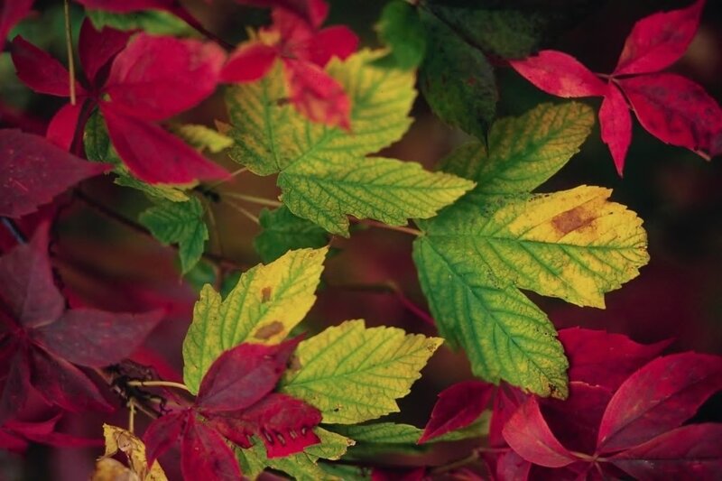 autumn leaves in vibrant colors