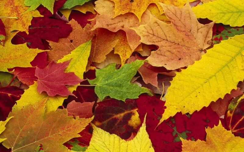 autumn leaves in vibrant colors