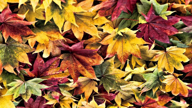 autumn leaves in vibrant colors