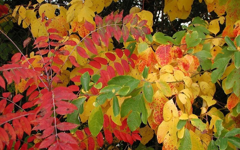 Autumn leaves in vibrant colors