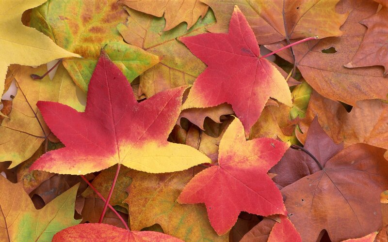 autumn leaves in vibrant colors