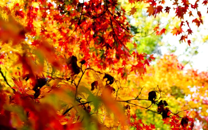Autumn leaves in vibrant colors