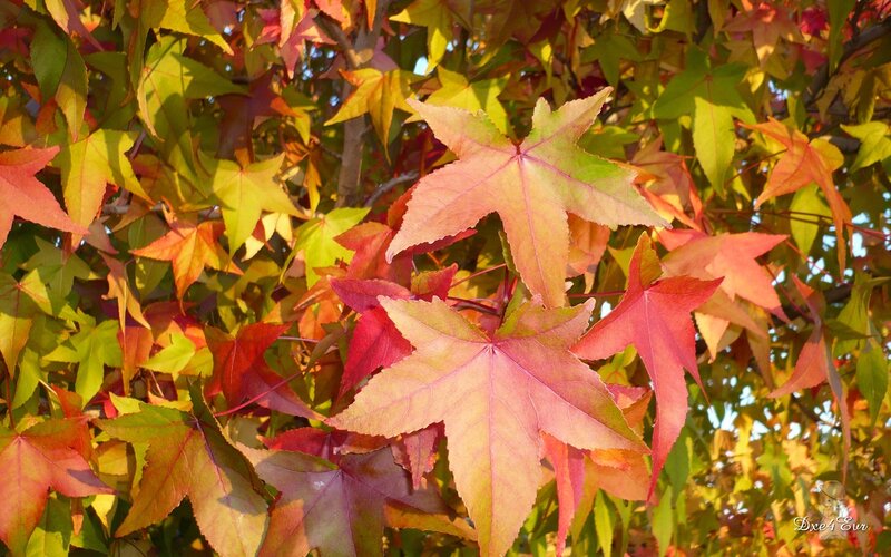 Autumn leaves in vibrant colors