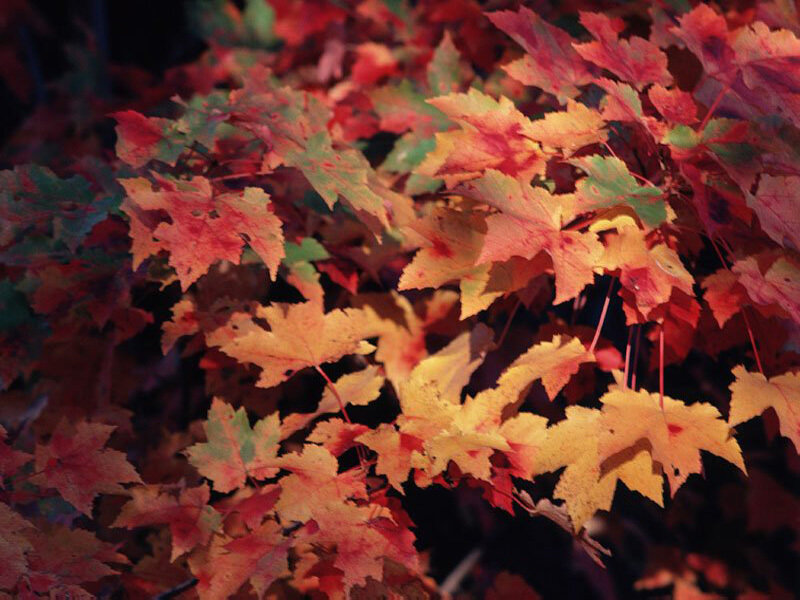 autumn leaves in vibrant colors