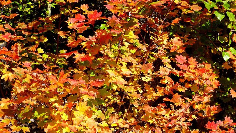 Autumn leaves in vibrant colors