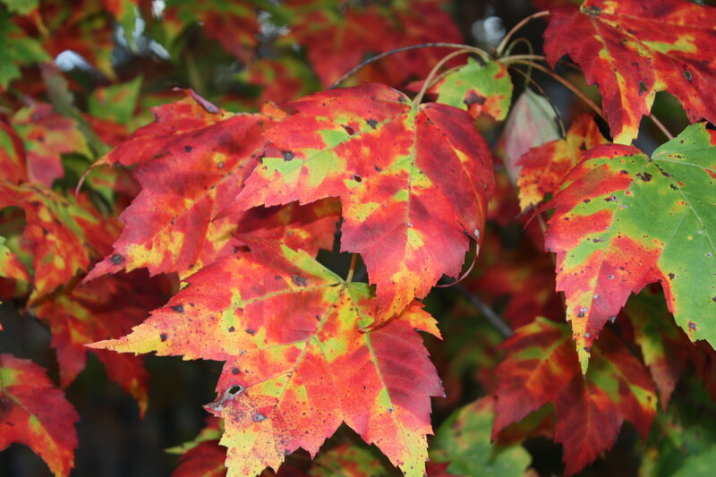 Autumn leaves in vibrant colors