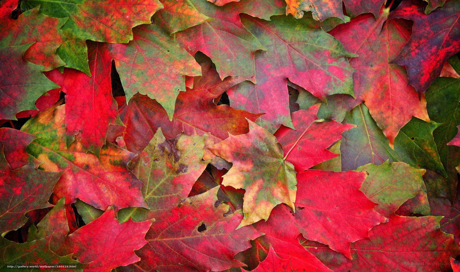 Autumn leaves in vibrant colors