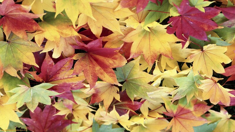 autumn leaves in vibrant colors