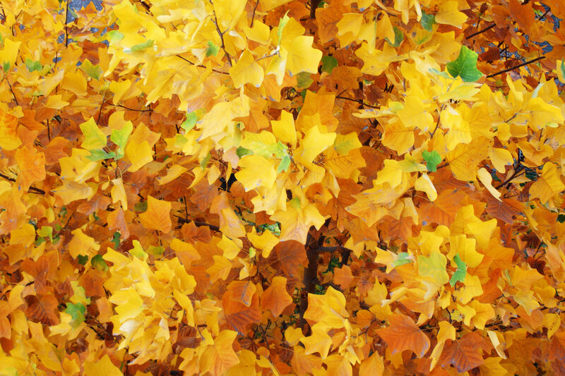 autumn leaves in vibrant colors