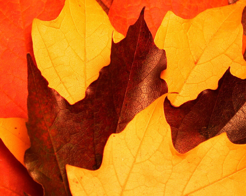 autumn leaves in vibrant colors