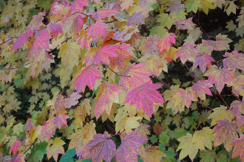 Autumn leaves in vibrant colors