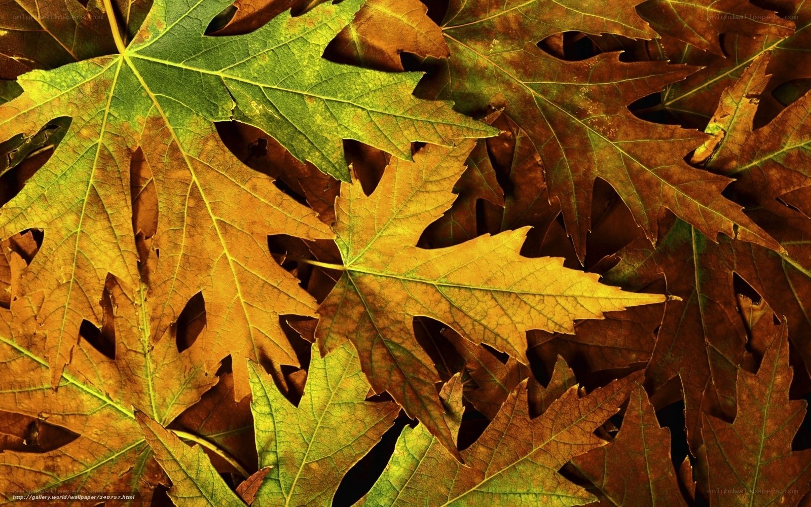Autumn leaves in vibrant colors