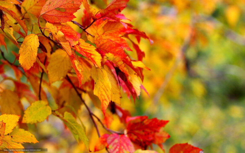 Autumn leaves in vibrant colors