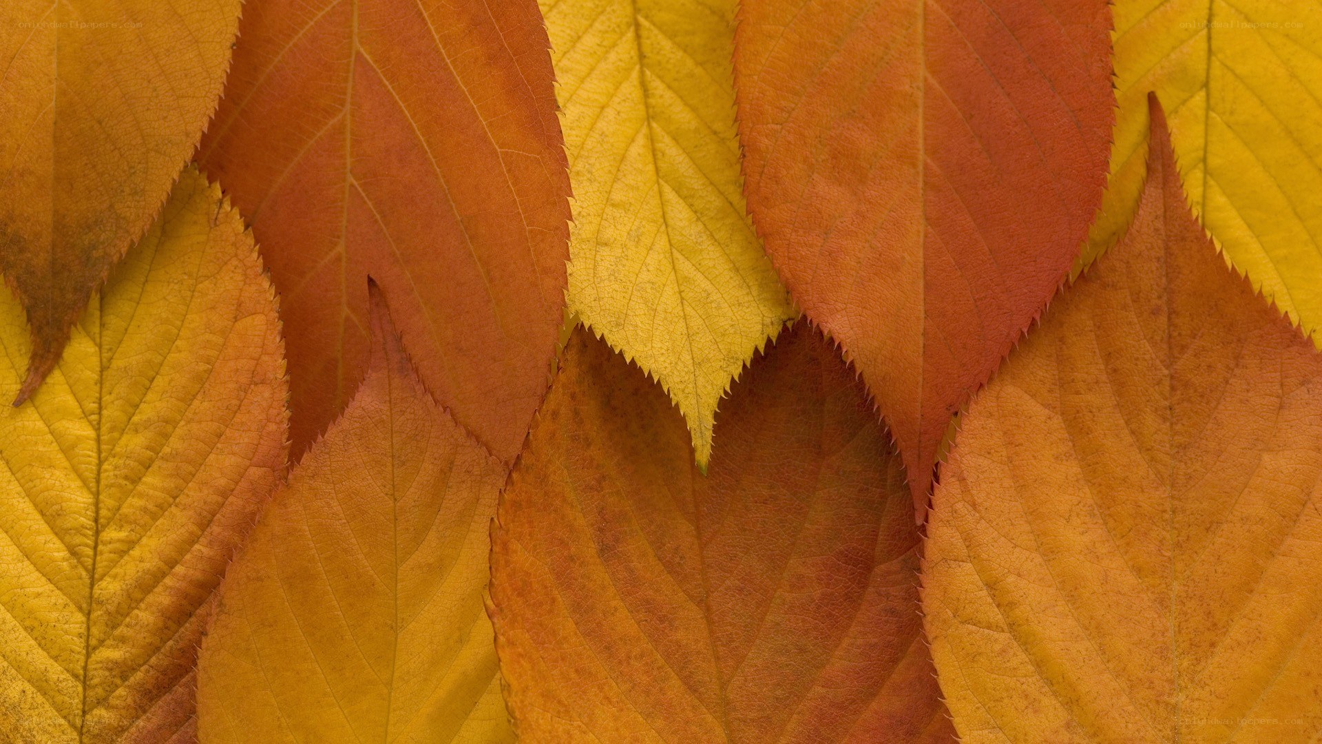 autumn leaves in warm colors