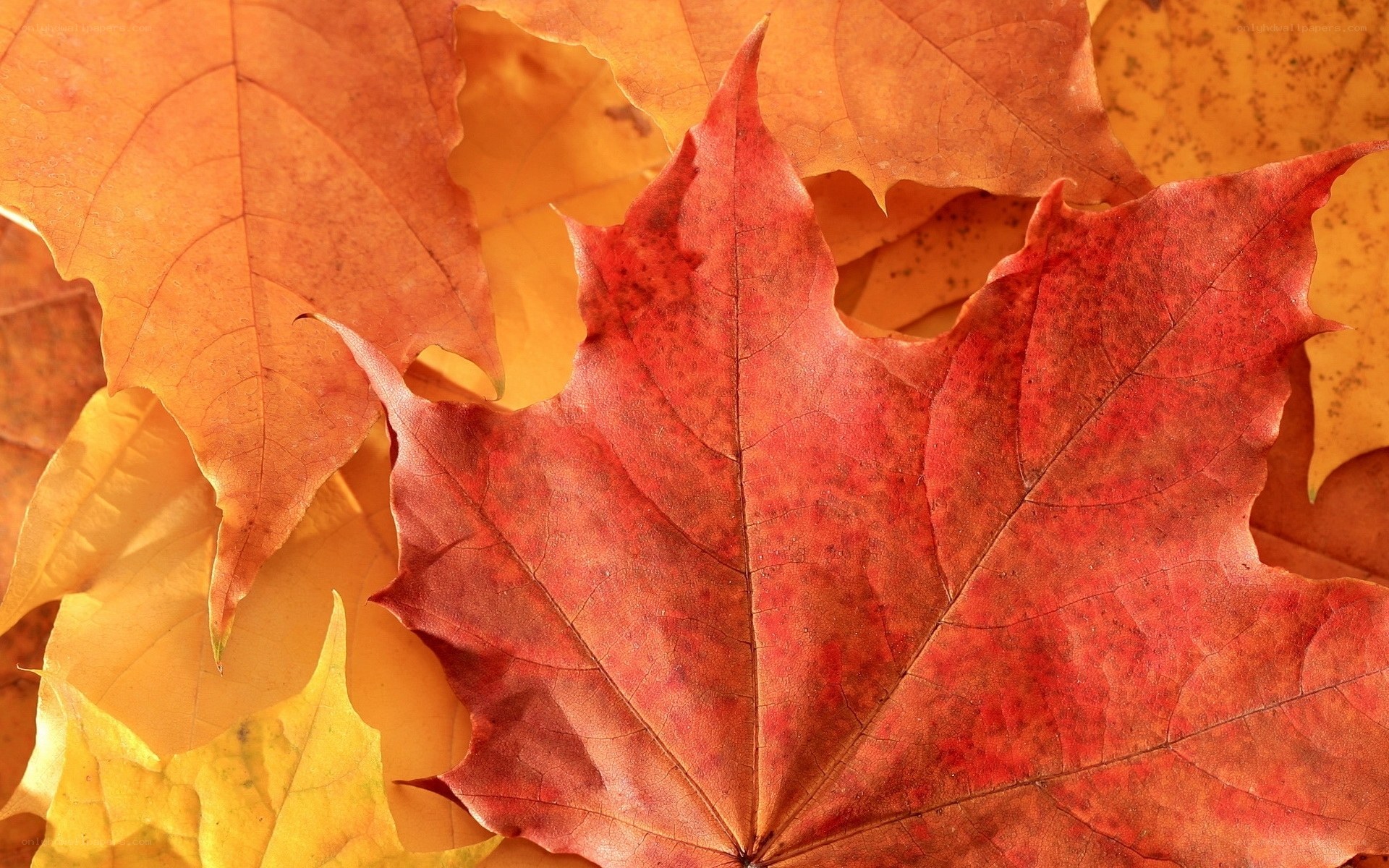 autumn leaves in warm colors