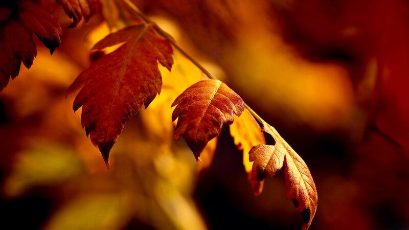 autumn leaves in warm light