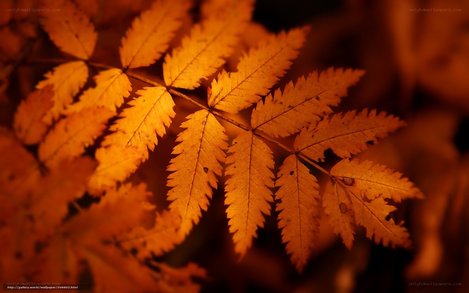Autumn leaves in warm light